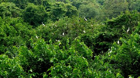 Kumarakom Bird Sanctuary | DTPC Kottayam | Must-visit places in Kerala