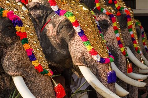 Decorated Elephants at Temple Festival in Siva Temple, Ernakulam ...