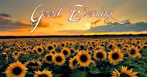 Good Evening Wishes With Beautiful Sunflowers Image - Funnyexpo