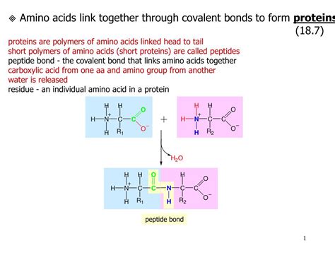 Amide Bond