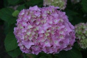 Hydrangea Winter Care: How To Protect Hydrangeas From Winter Cold And Wind | Hydrangea winter ...