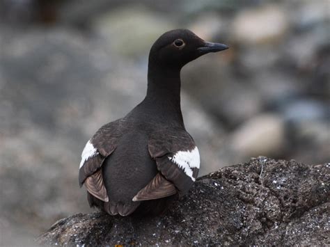 Pigeon Guillemot - eBird