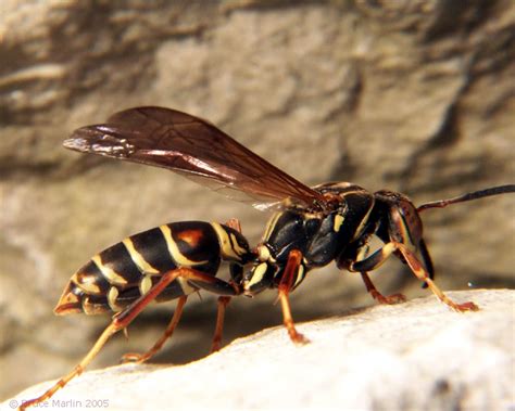 The Top Ten World's Most Venomous Insects (NEW!) | Sherdog Forums | UFC ...