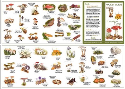 mushroom identification chart - Google Search | Mushroom identification ...