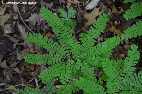 Adiantum pedatum | Illinois Botanizer