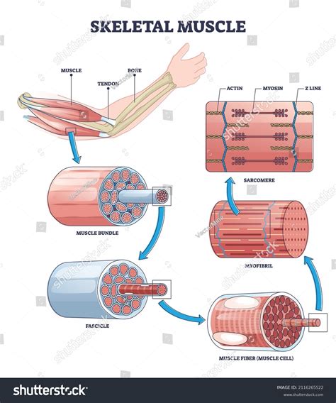 Skeletal Images: Browse 133,704 Stock Photos & Vectors Free Download ...