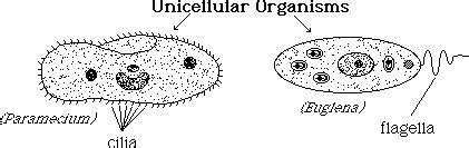 unicellular organisms are made up of only one cell. | Characteristics of living things, Organs ...