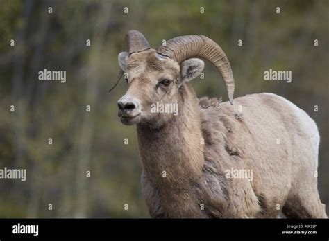 Bighorn Sheep, Ovis canadensis Stock Photo - Alamy