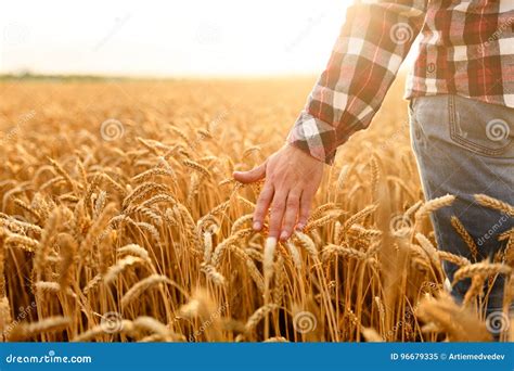 Farmer Touching His Crop with Hand in a Golden Wheat Field. Harvesting ...