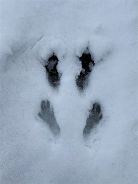 Squirrel tracks stock image. Image of cold, snow, frost - 87345477