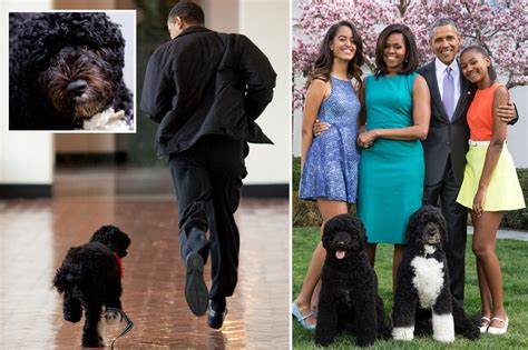 Barack Obama's dog Bo dead aged 12 - Former President pays tribute to ...