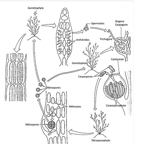 Diagram of cycle polysiphonia | Quizlet