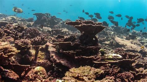 Global warming, El Nino leave 36 per cent of coral reefs on death watch | CBC News