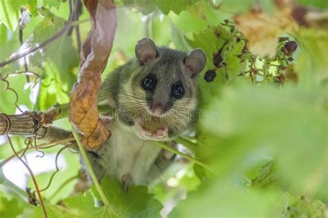 Closeup of a European Edible Dormouse on a Tree Stock Photo - Image of ...