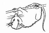 An Opossum Colouring Pages Sketch Coloring Page sketch template