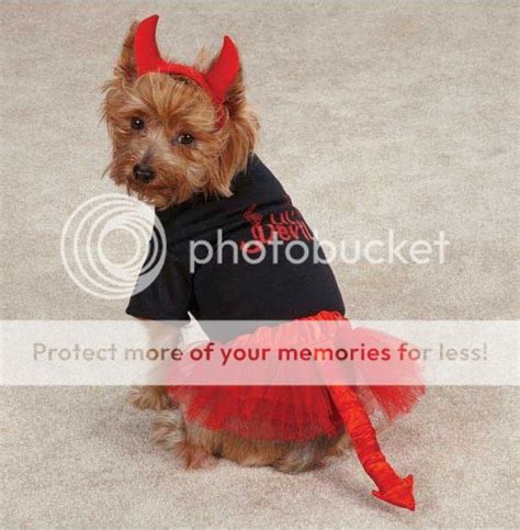 Casual Canine Lil' Devil Pet Dog Halloween Costume XXS-L