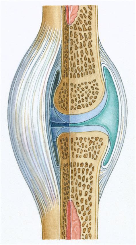 The Function of Synovium in a Joint