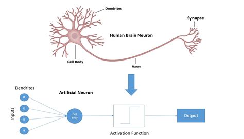 What is neuron and artificial neuron in deep learning? |MPLSVPN ...