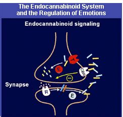 Addiction Inbox: Anandamide: The Brain’s Own Marijuana