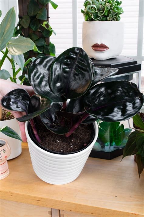 Geogenanthus Ciliatus, aka the Geo Plant—a nearly black houseplant!