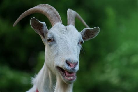 Premium Photo | Curious happy goat, funny silly looking goat