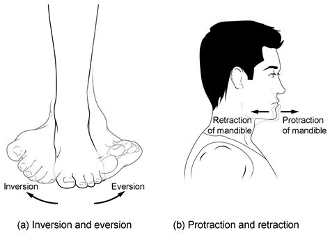 Types of Body Movements | Anatomy and Physiology I | Study Guides