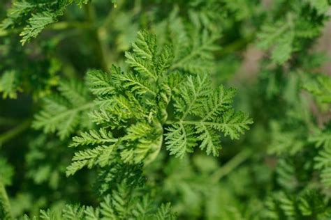 Artemisia annua - La Maison de l'Artemisia - This plant can save ...