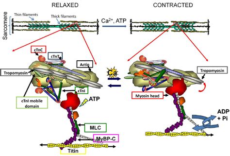 Sarcomere Contraction