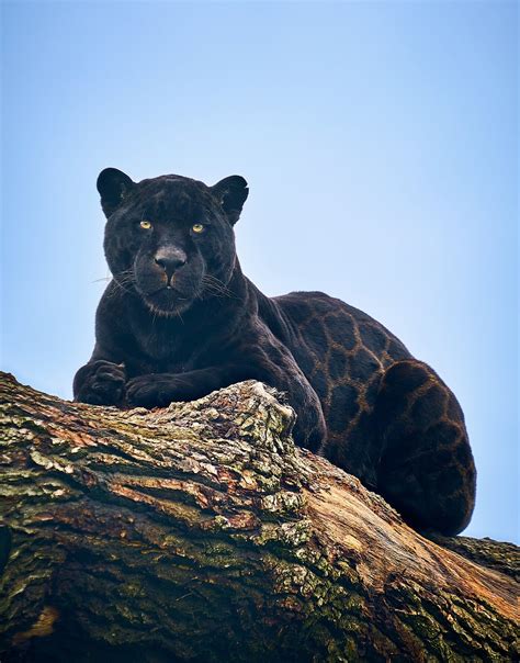 What Does A Black Jaguar Look Like - Infoupdate.org