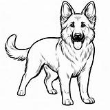 Shepherd German Coloring Pastor Pages Dog Australian Puppy Drawing  sketch template