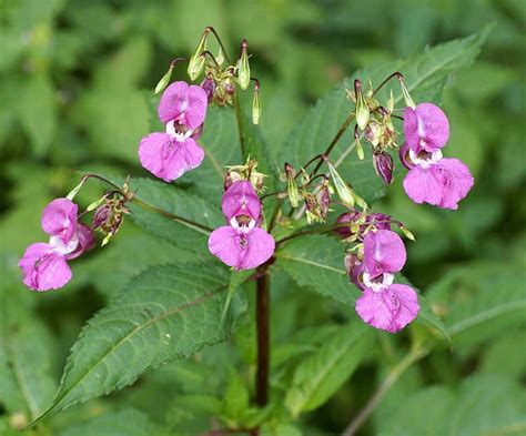 The Himalayan Balsam - An Invasive Flower That Spreads by Explosion