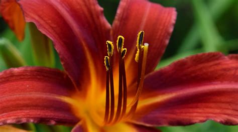 Free picture: beautiful flowers, botany, close-up, lily, pistil, pretty ...