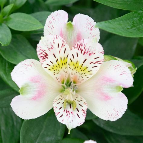 White Pink Alstroemeria - Alstroemeria Inticancha White Pink Blush Peruvian Lily From Garden ...