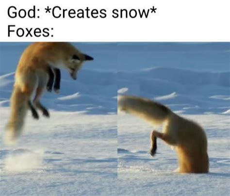 Foxes are really cute : r/memes