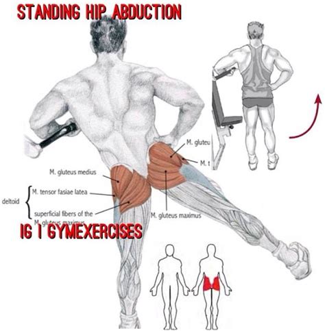 Standing hip abduction via @gymexercises | Anatomia muscular, Exercícios, Muscular