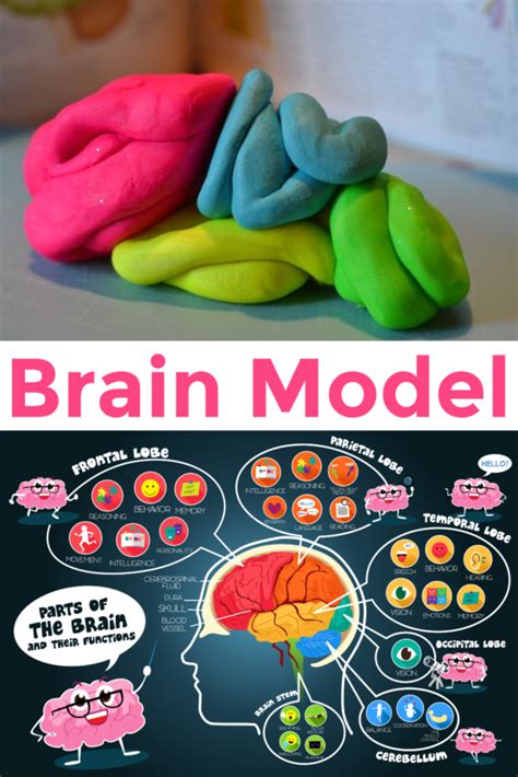 3d Brain Project