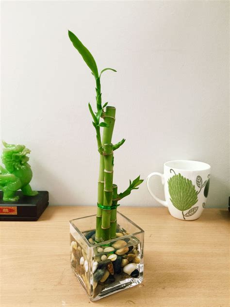 1 LUCKY BAMBOO RIBBON PLANT EVERGREEN INDOOR BONSAI IN CERAMIC POT FOR FENG SHUI | eBay