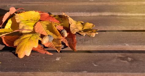 Autumn Leaves Table Boards Wood Foliage Decorate Season Stock Image - Image of decorate, mood ...