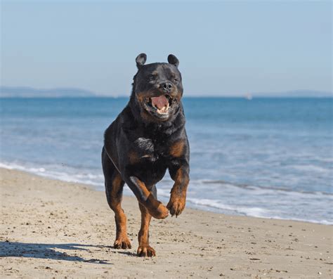 Rottweiler Pitbull Mix - Datos e información de la raza - Descubre el ...