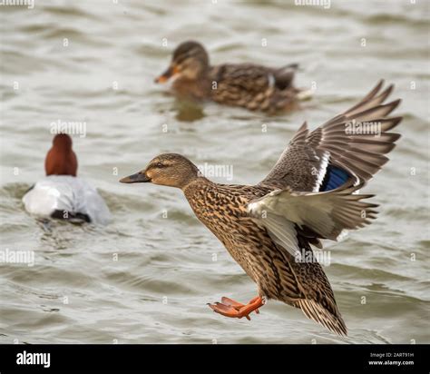 Female mallard duck in flight landing on water Stock Photo - Alamy