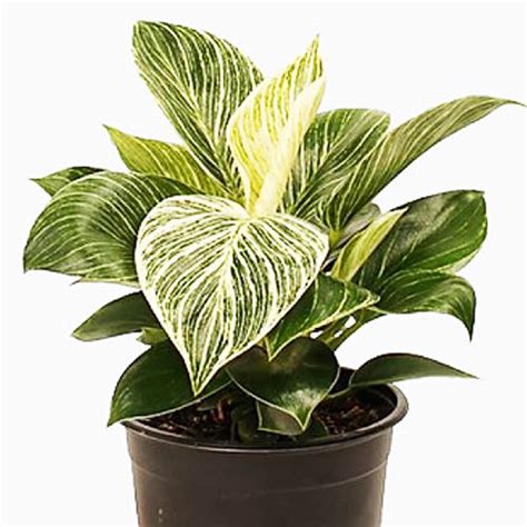 Philodendron Birkin (Large Single plant) - Buy 6000+ Plants, Seeds, Pots online at Himadri ...