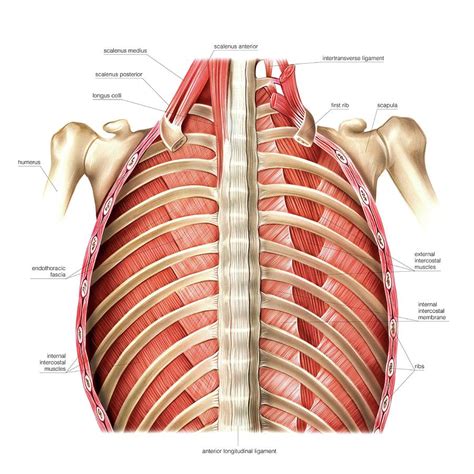 Muscles Of Posterior Thoracic Wall Photograph By Asklepios Medical My ...