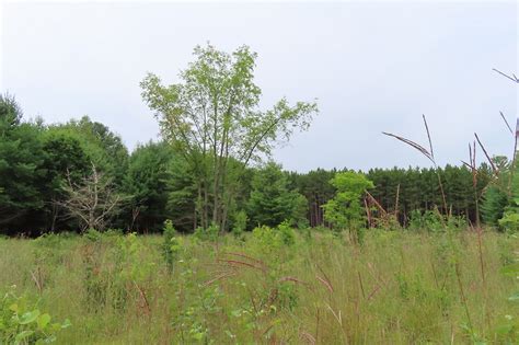 Restoring a rare ecosystem at Holland Landing Prairie Provincial Park