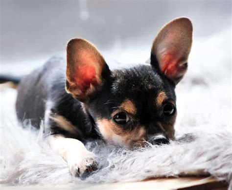 The Teacup Chihuahua: Answering Your Questions About the Smallest Dog ...