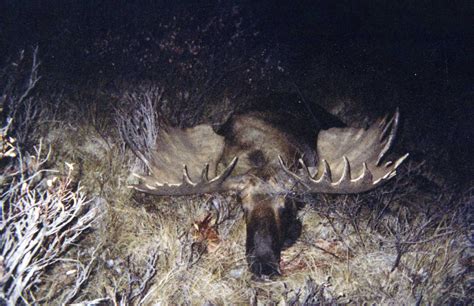 The Top 40 Biggest Moose Ever Taken | Outdoor Life