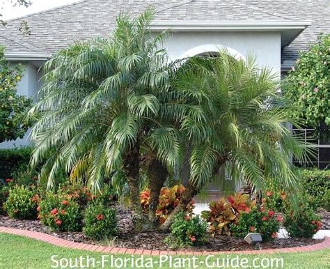 Small Palm Trees