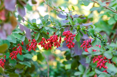 Ancient Superfood: 7 Health Benefits of Barberry — PositivelySTRONG