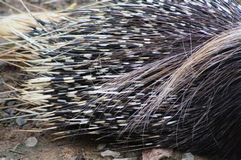 File:South African Cape Porcupine, Hystrix africaeaustralis; porcupine quills close up.JPG ...