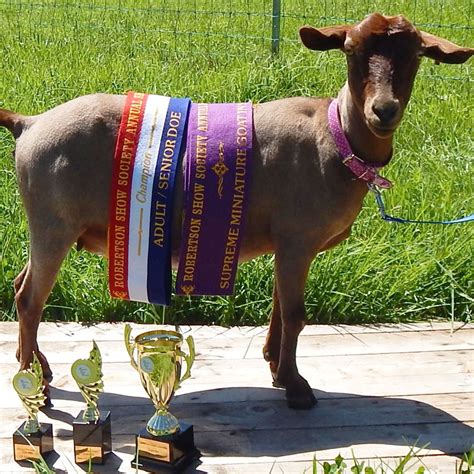 Miniature Goats – Robertson Show