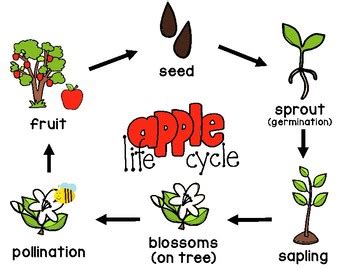 Apple Life Cycle Poster by Mrs Davidson's Resources | TpT